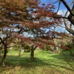 個人破産の弁護士費用の相場